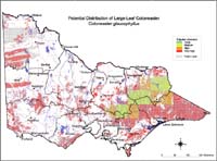 Map: Potential distribution of Large Leaf Cotoneaster