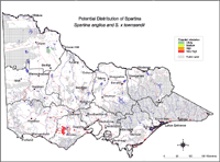 Potential distribution of Spartina