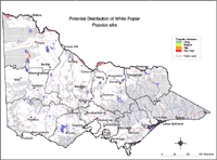 Potential distribution of White Poplar in Victoria