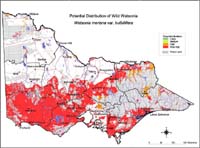 Map:  Potential distribution Wild Watsonia