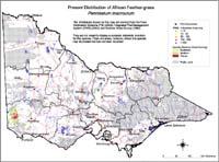 Map:  Present distribution African Feathergrass