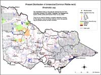 Map:  Present distribution Amsinckia - Common Fiddleneck