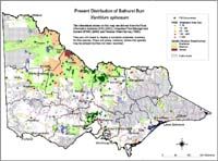 Map:  Present distribution Bathurst Burr