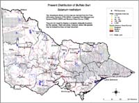 Map:  Present distribution Buffalo Burr
