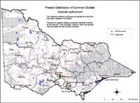 Present distribution of Common Dodder in Victoria
