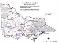 Map:  Present distribution Cunjevoi