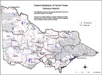Map:  Present distribution Flannel Flower