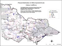 Map:  Present distribution White Spanish Broom