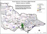 Map:  Present distribution Wild Watsoia