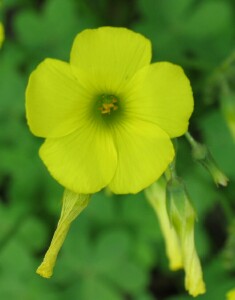 Photo: Oxalis Flower