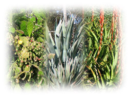 Photo: Succulents Montage