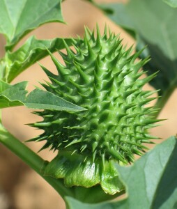 Image:  Thornapple Fruit
