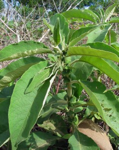 Tree Tobacco Solanum Mauritianum Vro Agriculture Victoria
