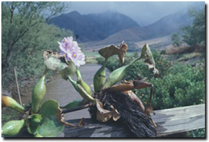Photo: Water Hyacinth, Photo courtesy: Forest & Kim Starr (USGS).