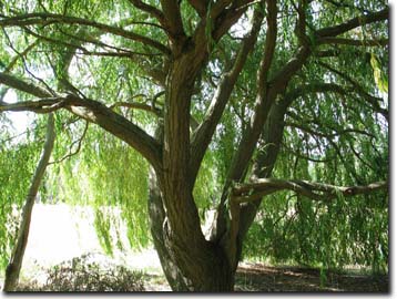 Photo: Weeping Willow tree