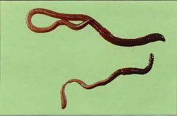 Long worm
