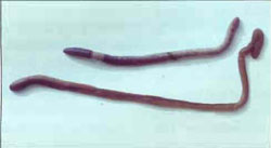 Paddock Native worm