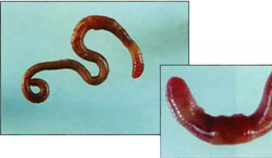 Rosy-tip worm