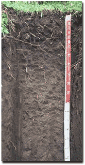 Photo: Site CFTT 1, Soil Profile