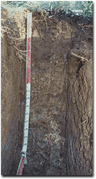 Photo: Site CFTT 8, Soil Profile