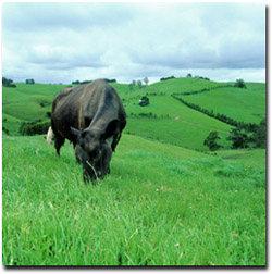 Photo: Cow amongst good coverage of pasture