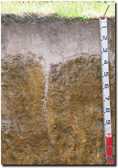 Photo: Site EG1 Soil Profile