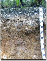 Photo: Site EG3 Soil Profile