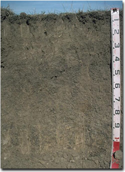 Black Dermosol at Site G62 Profile, developed on alluvium near Cowwarr