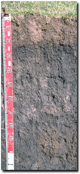 Photo: Site GP16 Soil Profile