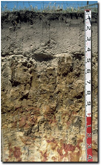 Photo: Site GP49 Soil Profile