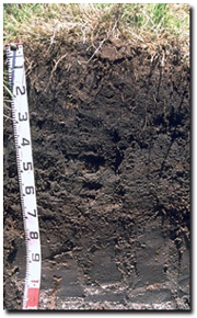 Photo: Site GP50 Soil Profile