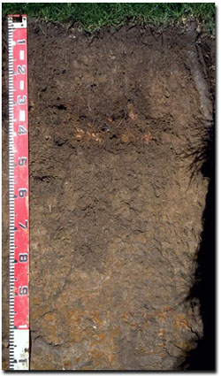 Brown Dermosol at Soil Site SG12 near Fish Creek in West Gippsland