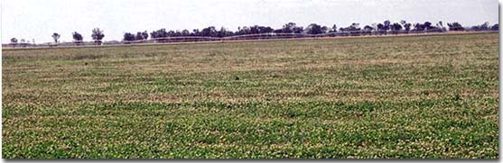 The clay plains around Neuarpur are commonly irrigated for white clover seed production