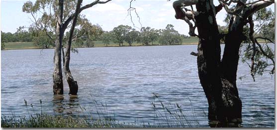 A permanent waterbody surrounded by Red Gum