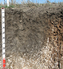 Horticulture definition of subsoil