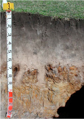 WLRA - soil pit ALRA66 - profile
