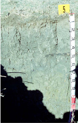 WLRA - soil pit ALRA68 - profile