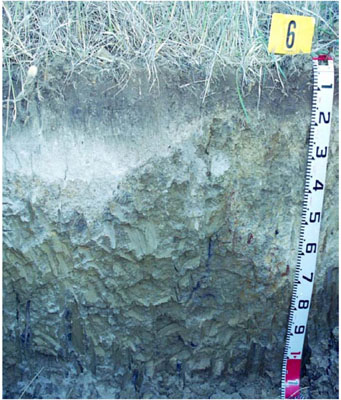 WLRA - soil pit ALRA69 - profile