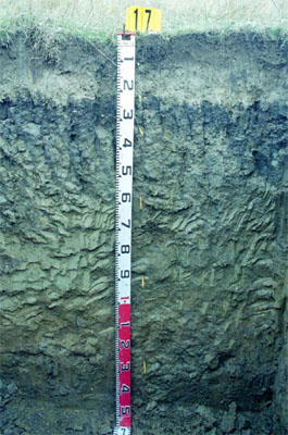 WLRA - soil pit ALRA80 - profile