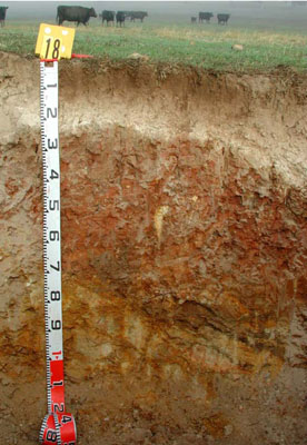WLRA - soil pit ALRA81 - profile