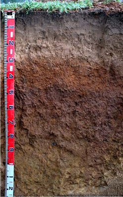 WLRA - soil pit LP80- profile