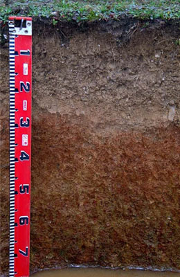 WLRA - soil pit LP81- profile