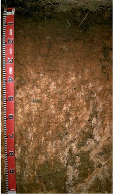 WLRA - soil pit LS11- profile