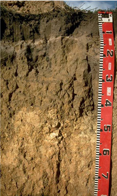 WLRA - soil pit LS12- profile