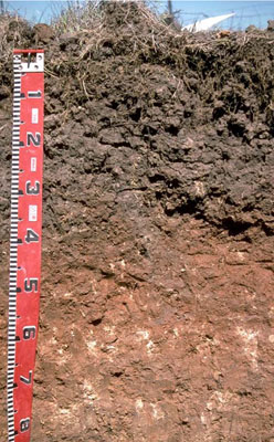 WLRA - soil pit LS13a- profile