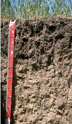 WLRA - soil pit LS13b- profile