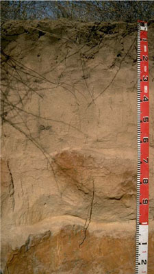 WLRA - soil pit LS14- profile