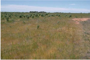 WLRA - soil pit LS14a- landscape