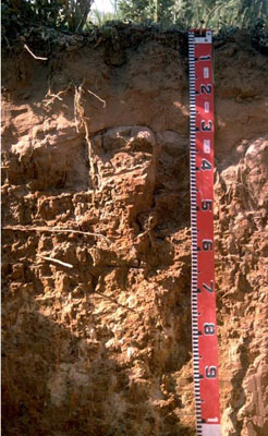 WLRA - soil pit LS14a- profile