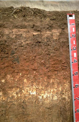 WLRA - soil pit LS15- profile